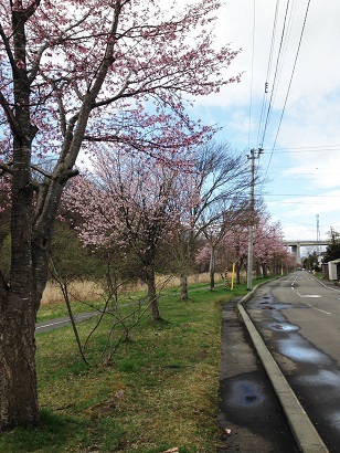 川沿いの桜１.jpg